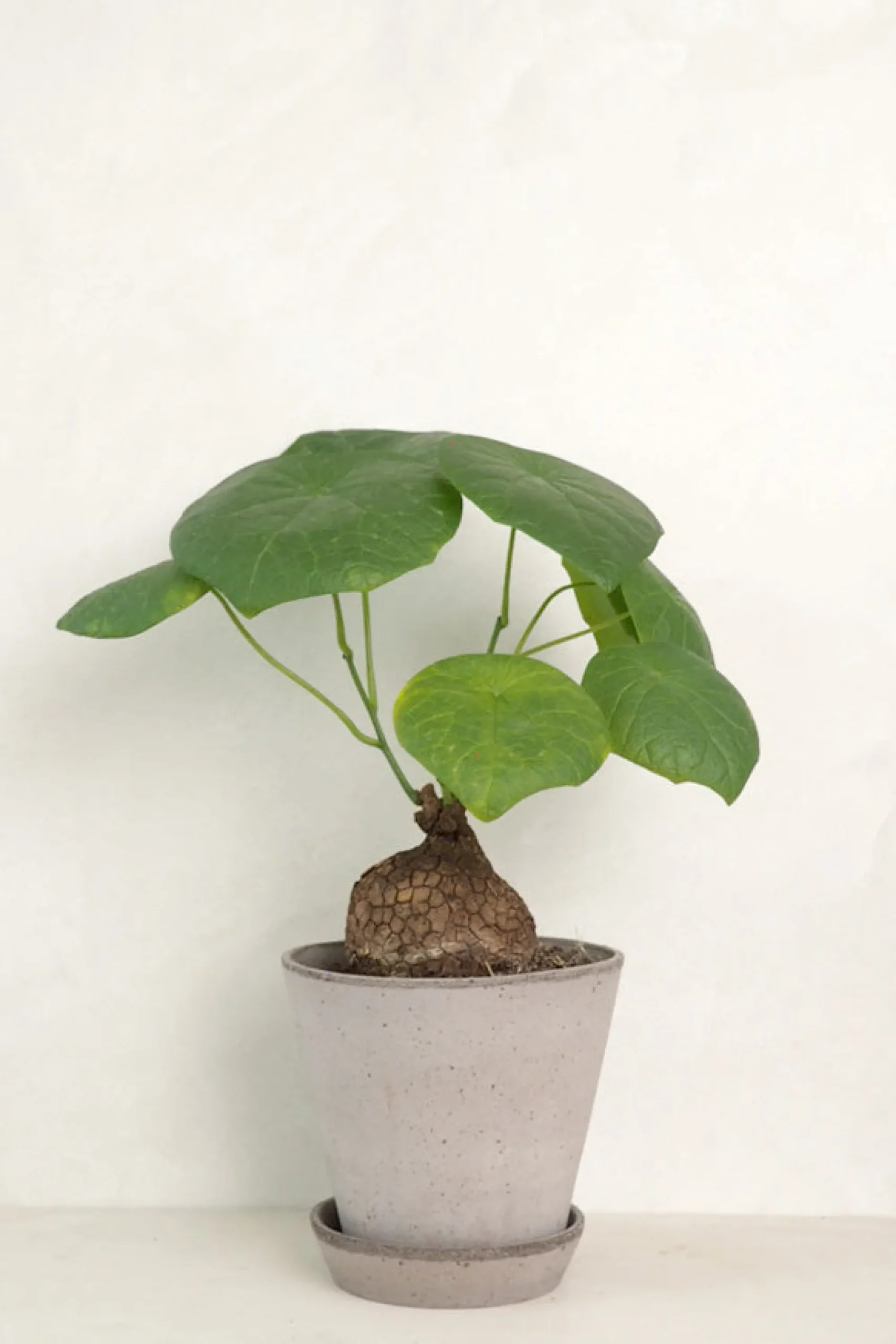 PLANT Stephania suberosa Outlet