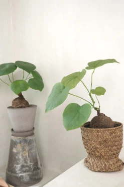 PLANT Stephania suberosa Outlet