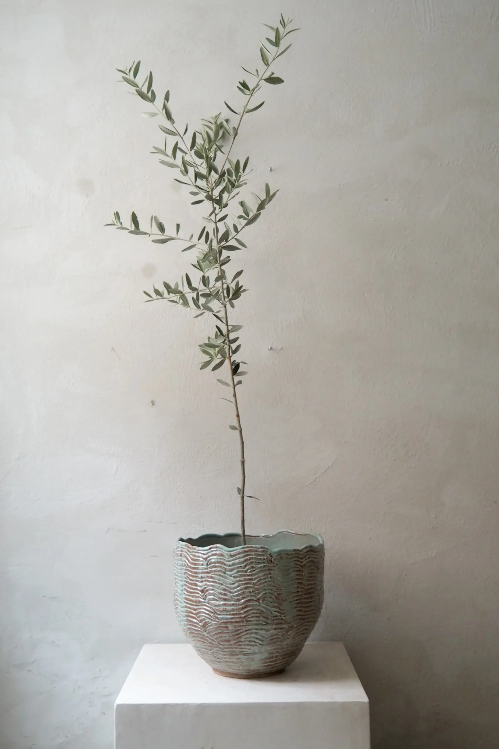 PLANT StineMei - Wood blue Best