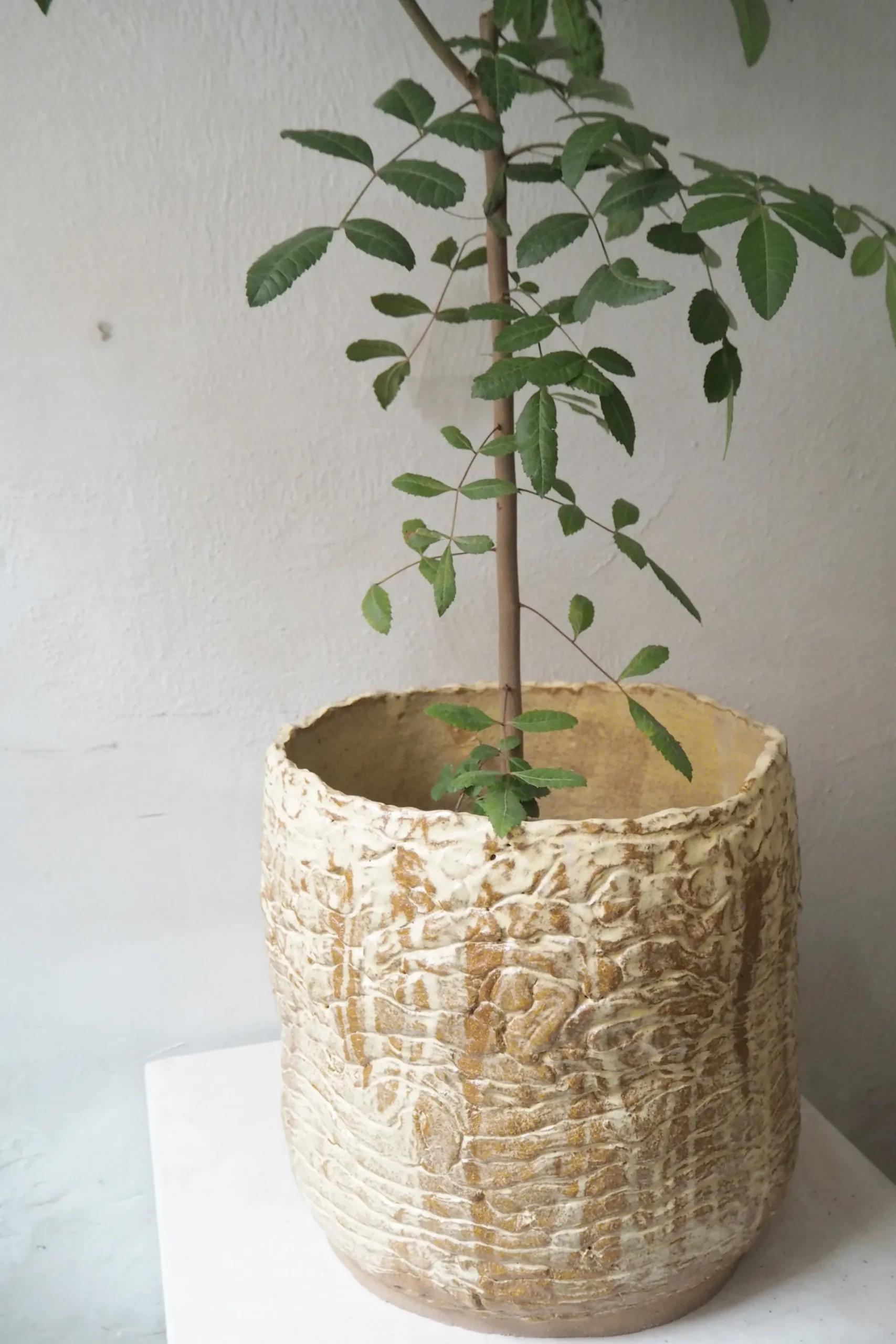 PLANT StineMei - Wood Yellow Hot