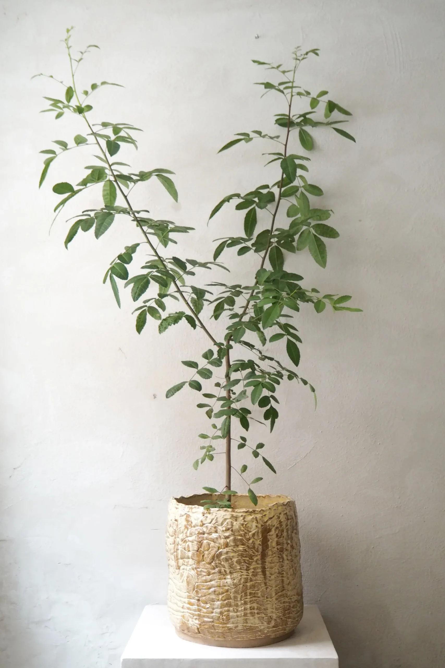 PLANT StineMei - Wood Yellow Hot