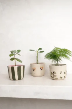 PLANT StineMei ekop - Stribet grøn Best