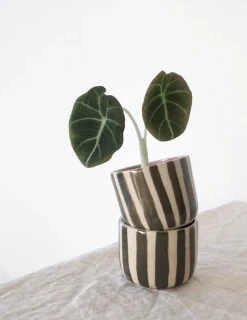 PLANT StineMei ekop - Stribet grøn Best