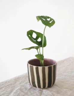 PLANT StineMei ekop - Stribet grøn Best