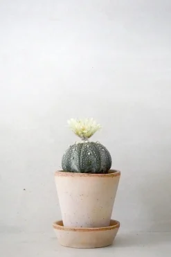 PLANT Stjernekaktus New