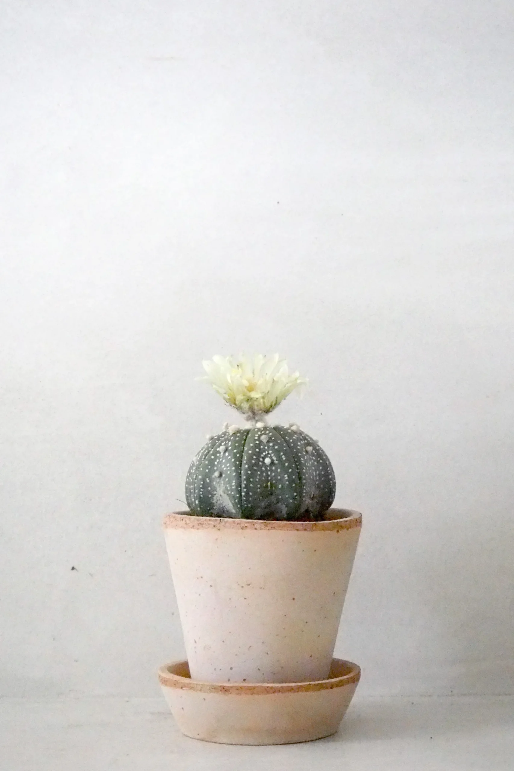 PLANT Stjernekaktus New