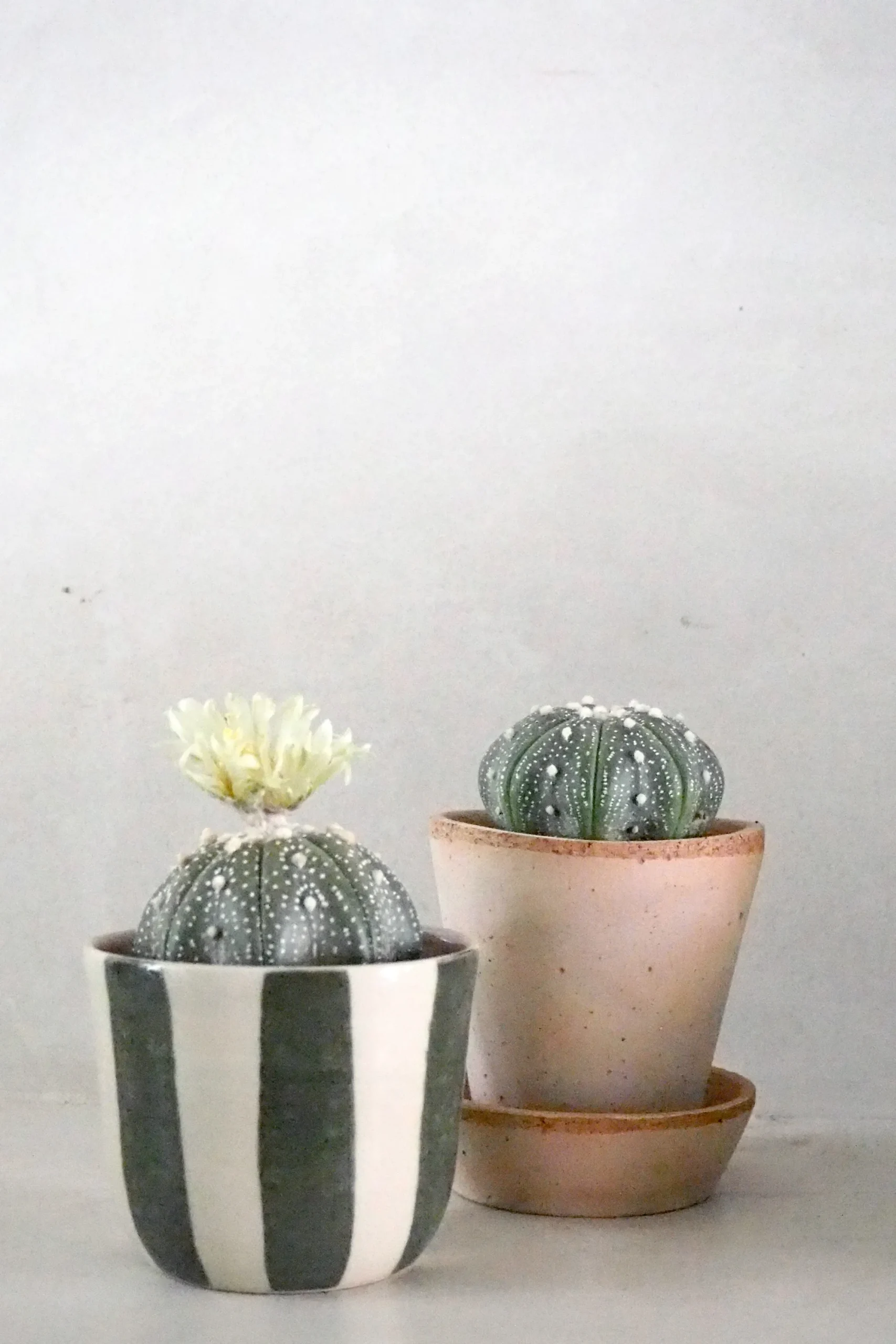 PLANT Stjernekaktus New