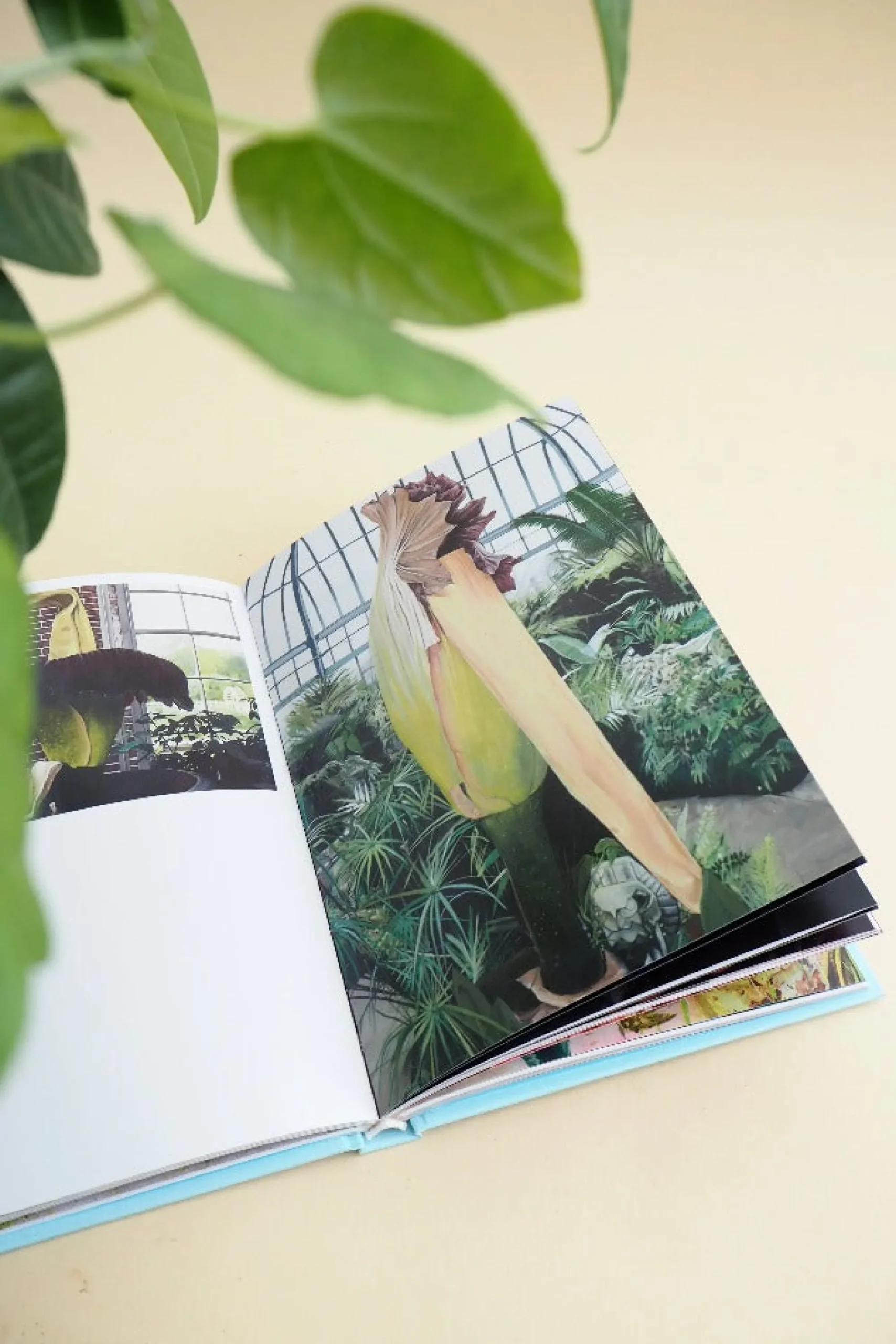 PLANT Strange s Sale