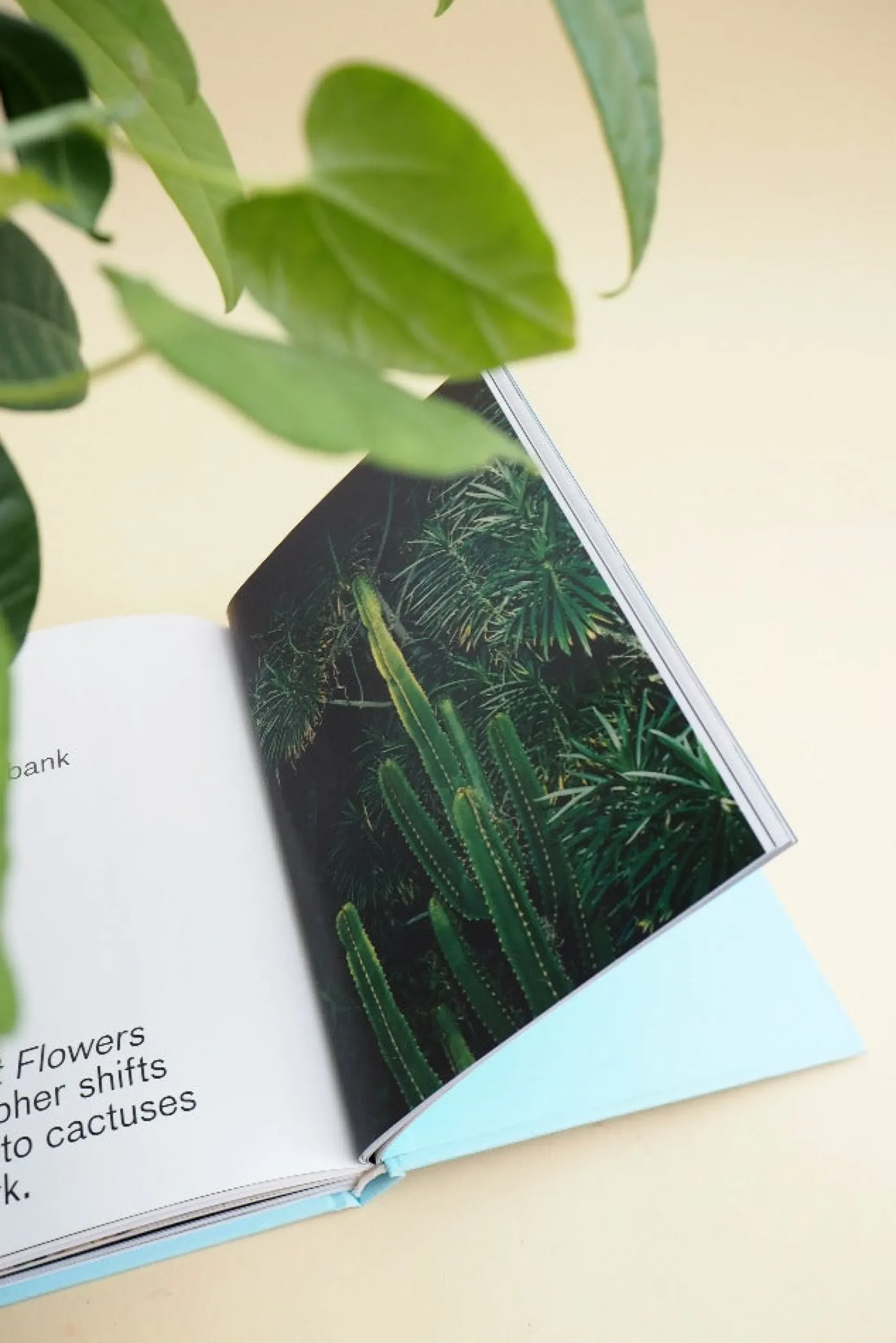 PLANT Strange s Sale