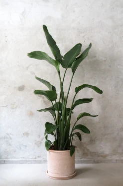 PLANT Strelitzia Nicolai Hot