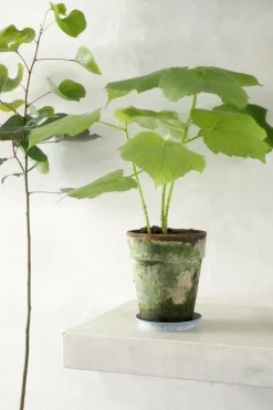PLANT Stuelind