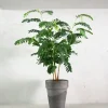 PLANT Tamarindus indica Sale