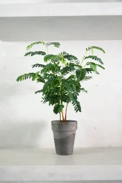PLANT Tamarindus indica Sale