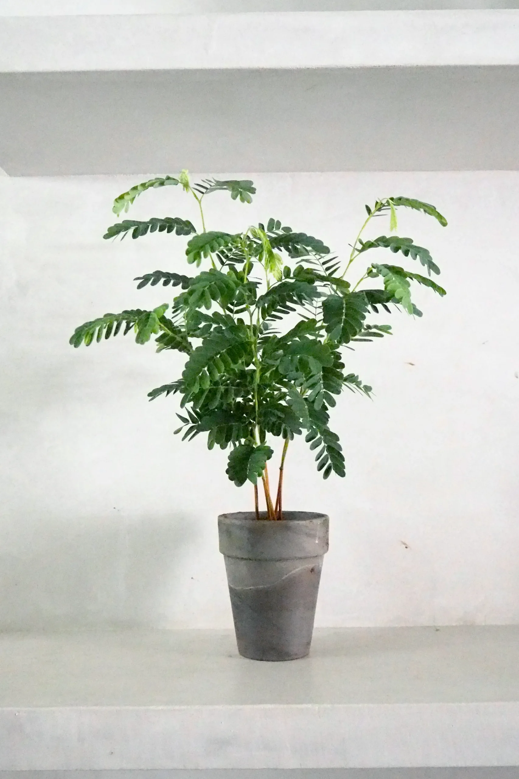 PLANT Tamarindus indica Sale
