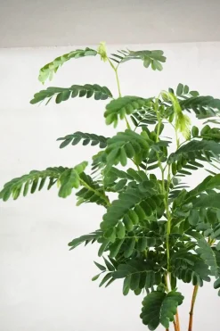 PLANT Tamarindus indica Sale
