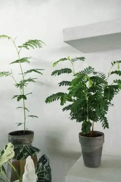 PLANT Tamarindus indica Sale