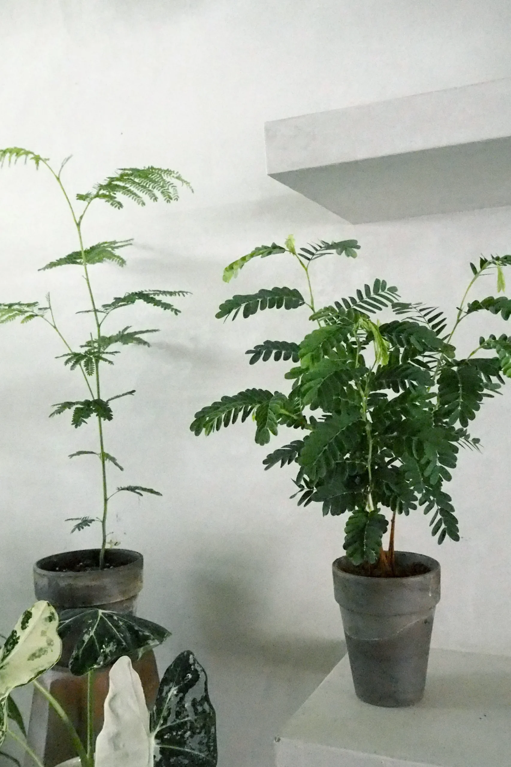 PLANT Tamarindus indica Sale