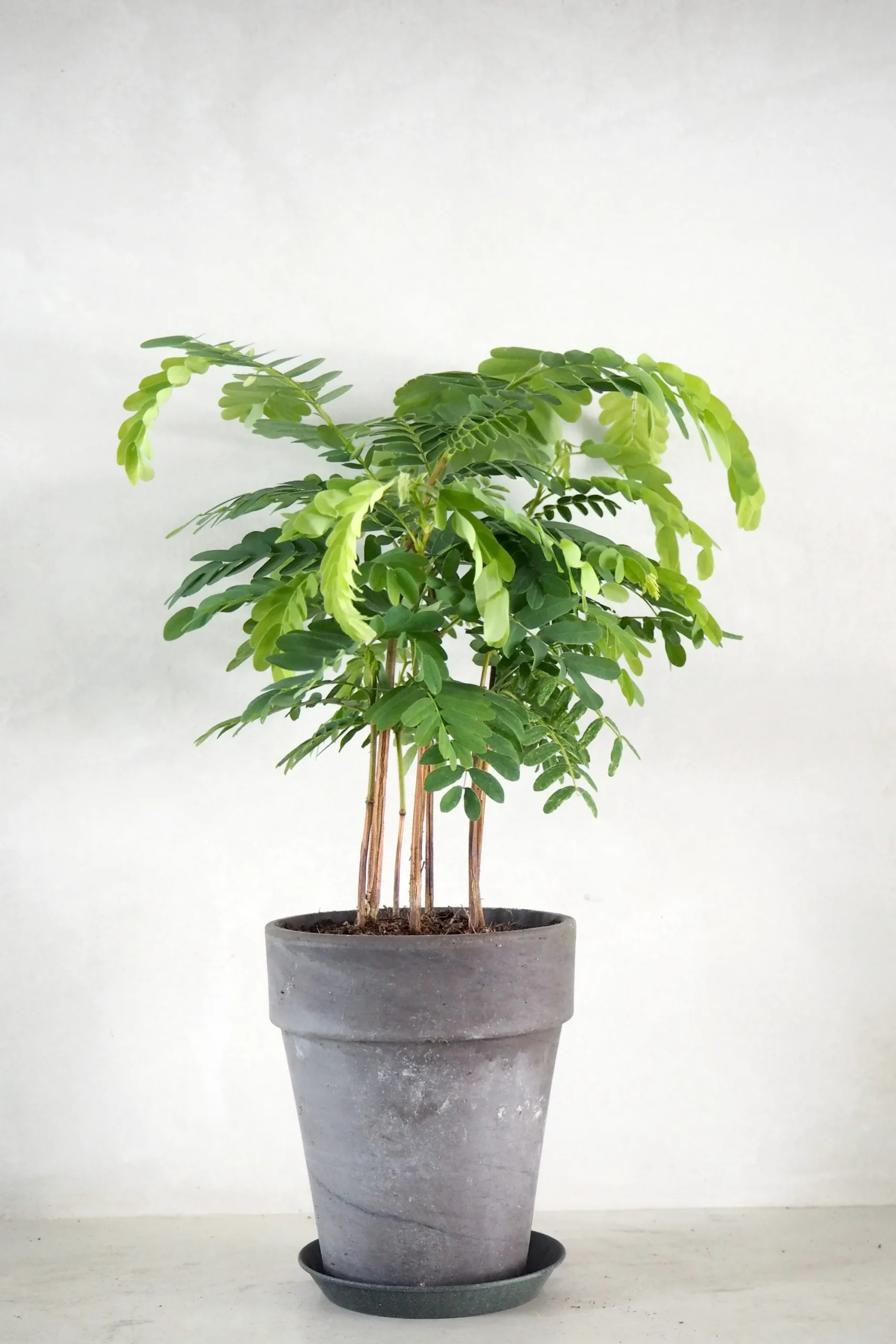 PLANT Tamarindus indica Sale