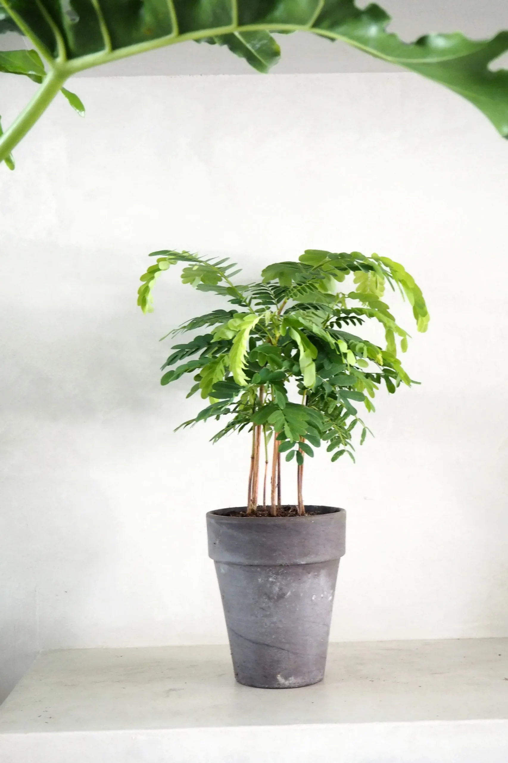PLANT Tamarindus indica Sale