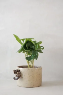 PLANT Tang ekop Online