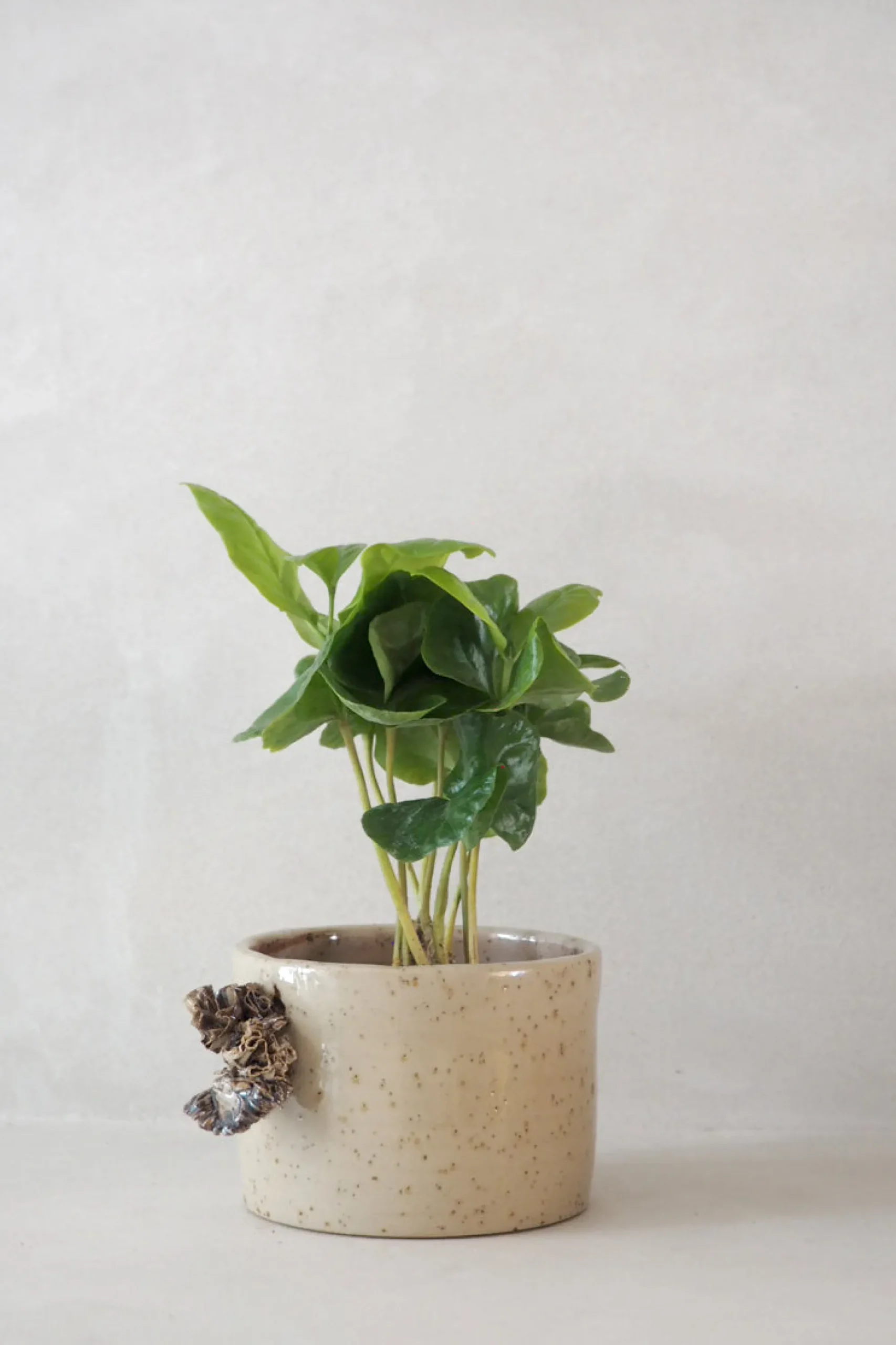 PLANT Tang ekop Online