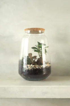 PLANT Terrarie med Ficus Bonsai no. 18 New