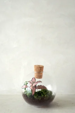 PLANT Terrarie no. 14