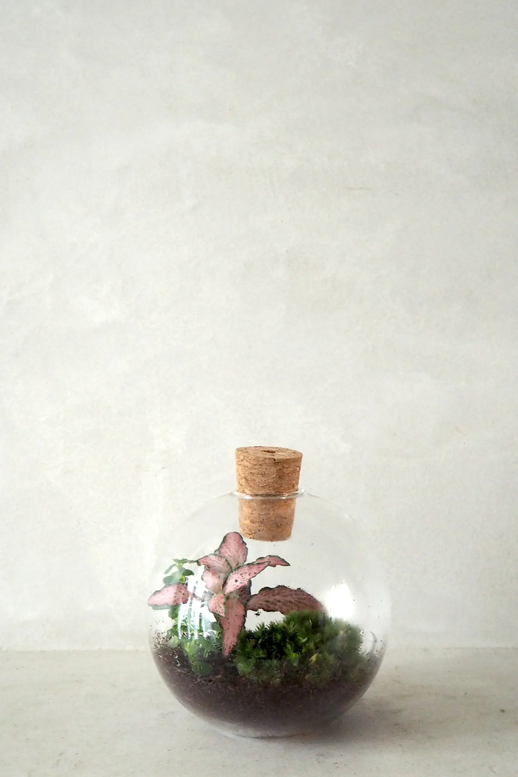 PLANT Terrarie no. 14