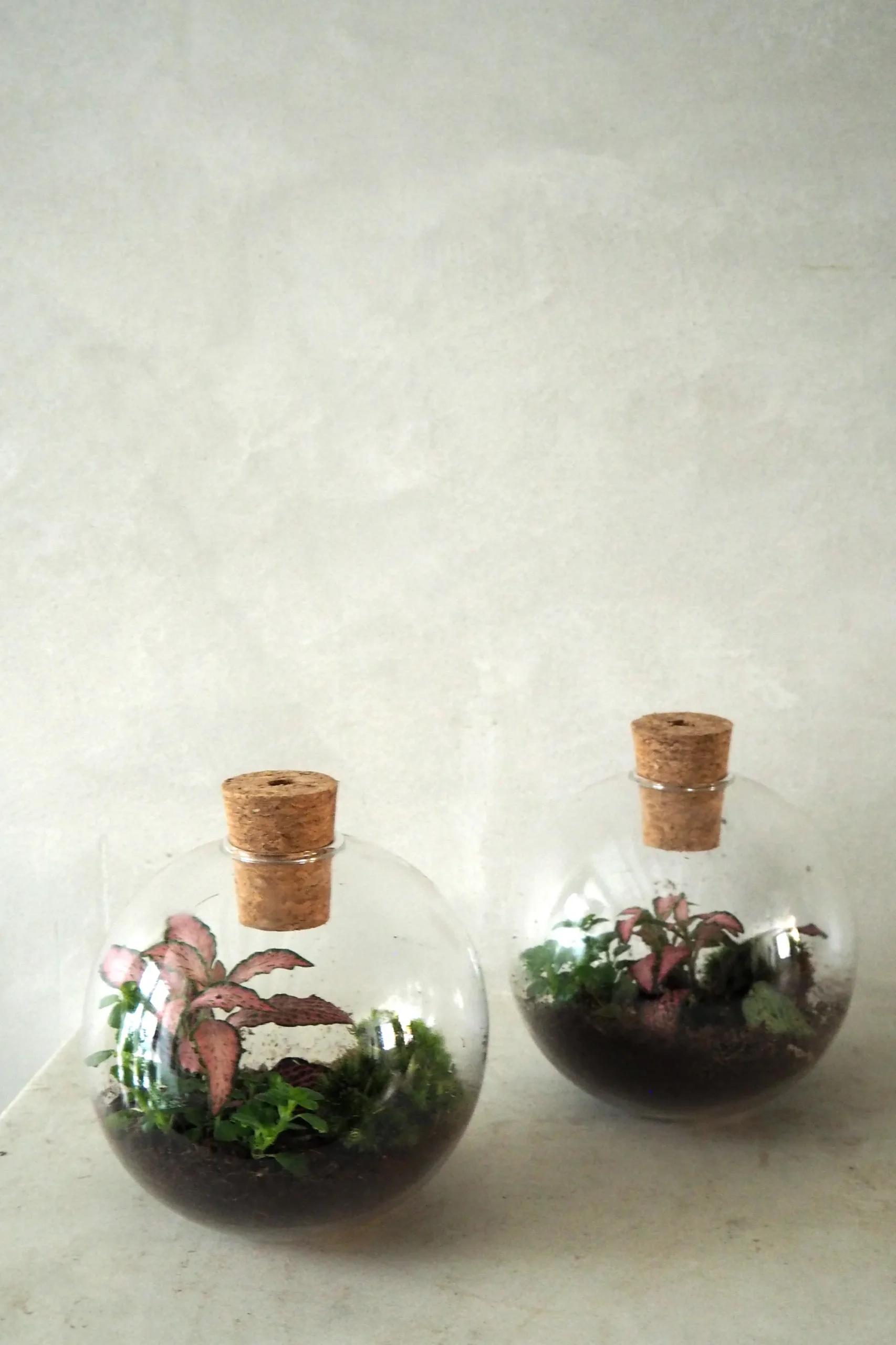PLANT Terrarie no. 14