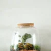 PLANT Terrarie no. 04 Online