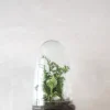 PLANT Terrarie no. 05 New