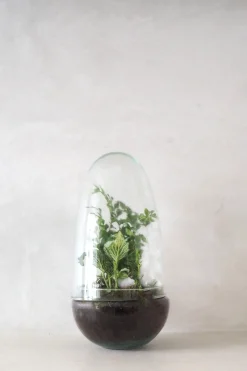 PLANT Terrarie no. 05 New