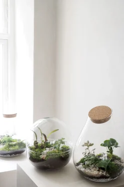 PLANT Terrarie no. 10 Hot