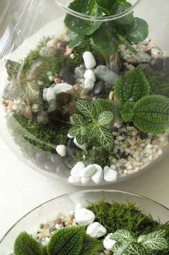 PLANT Terrarie no. 10 Hot