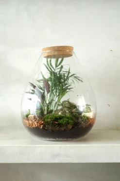 PLANT Terrarie no. 17 Clearance