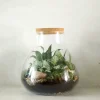 PLANT Terrarie no. 09 Online