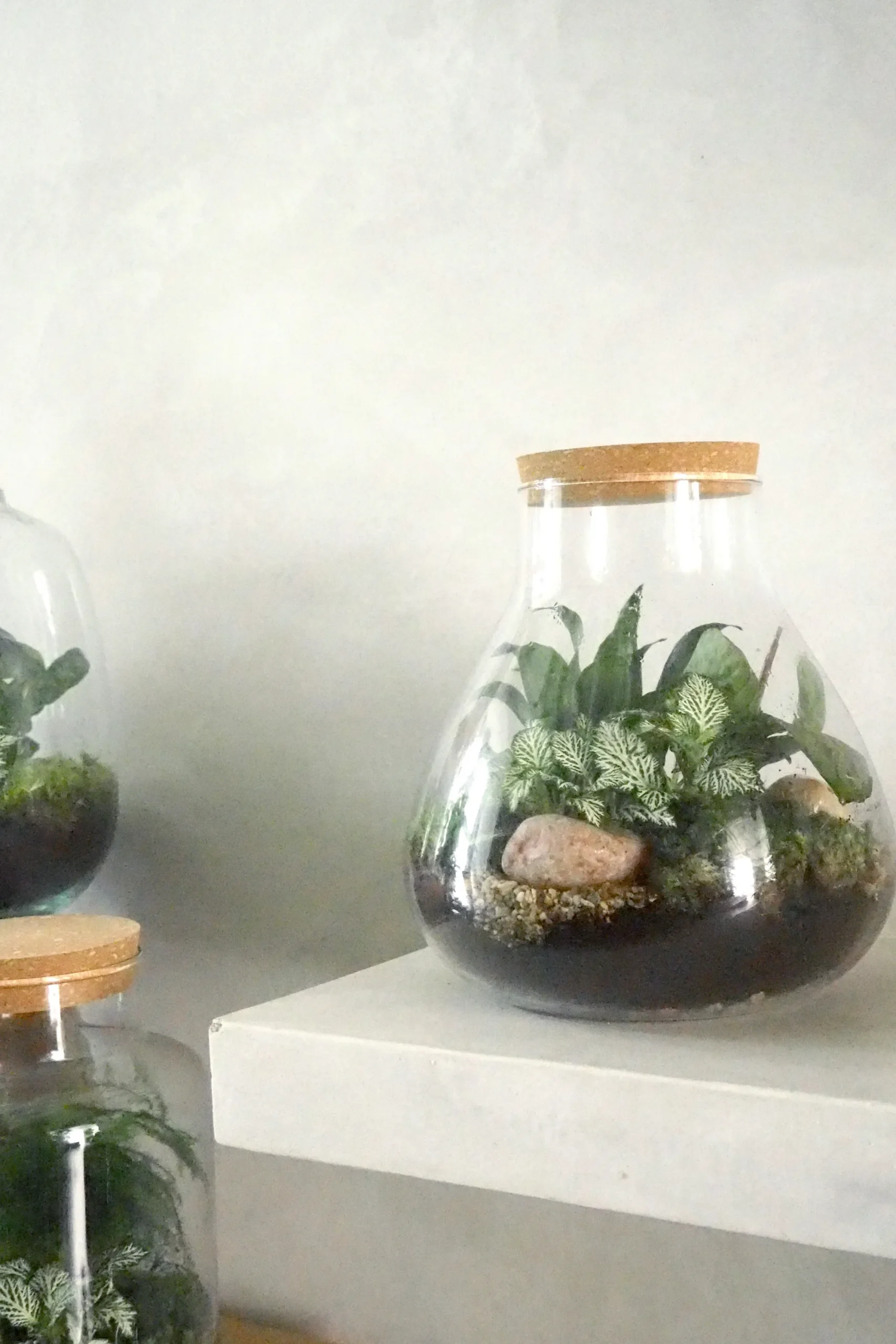 PLANT Terrarie no. 09 Online