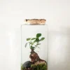 PLANT Terrarie no. 15 Online