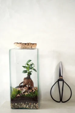 PLANT Terrarie no. 15 Online