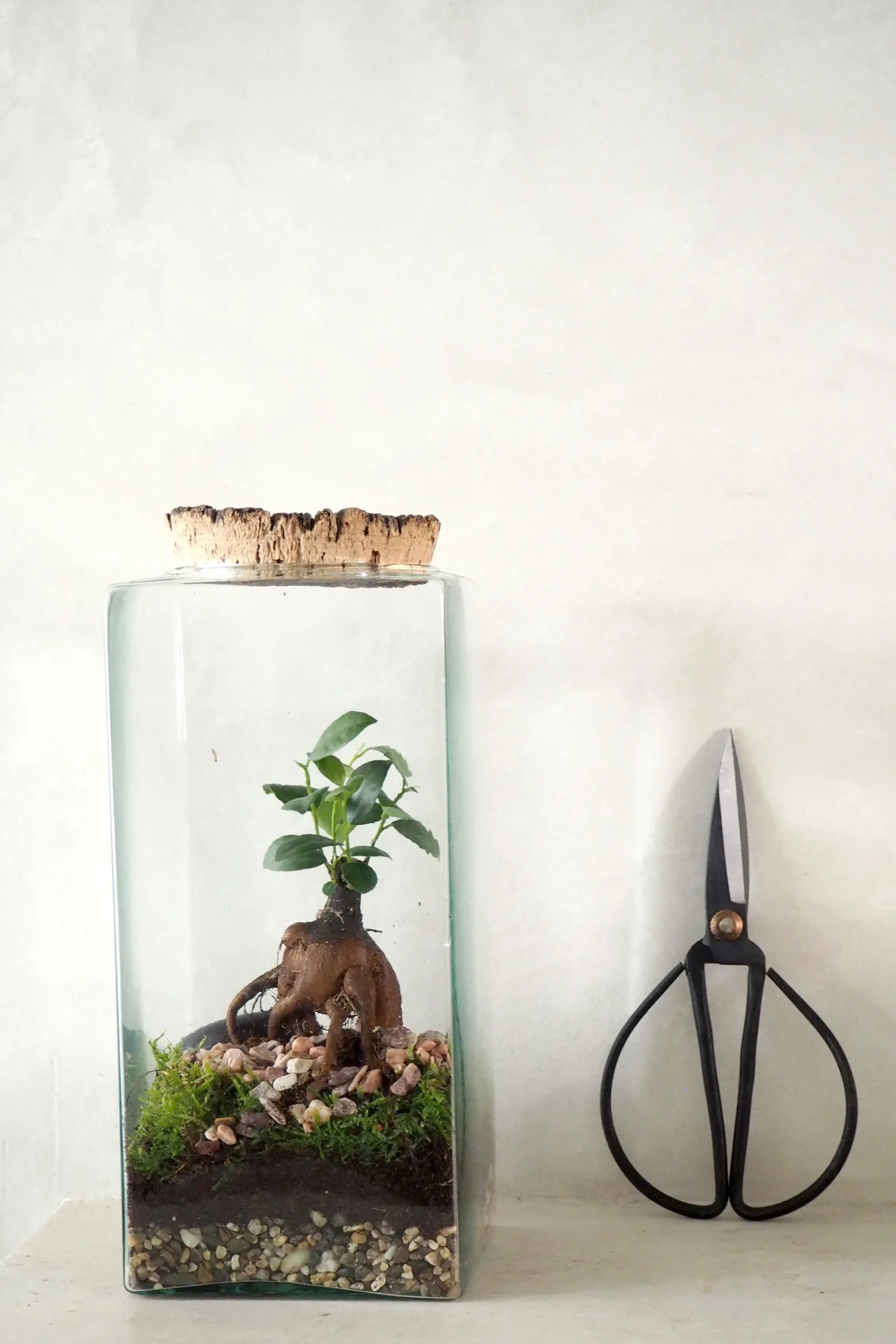 PLANT Terrarie no. 15 Online