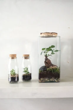 PLANT Terrarie no. 15 Online