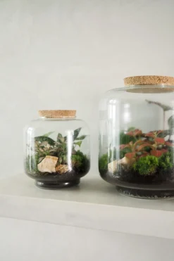 PLANT Terrarie no. 02 Best