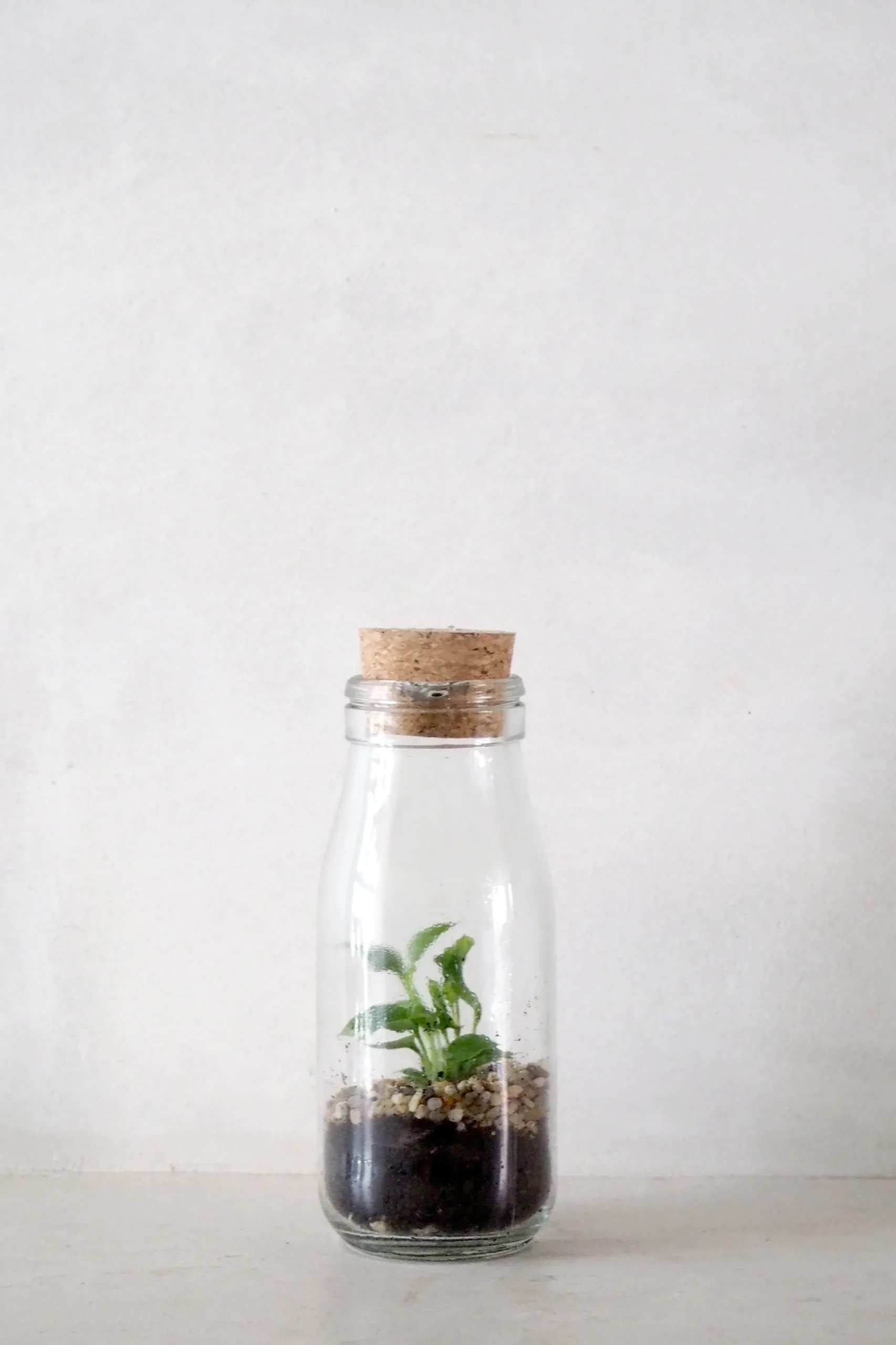 PLANT Terrarie no. 16 Outlet