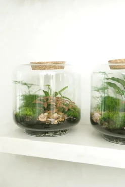 PLANT Terrarie no. 06 Clearance