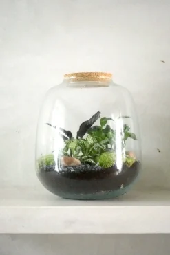 PLANT Terrarie no. 03 Clearance