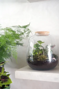 PLANT Terrarie no. 03 Clearance
