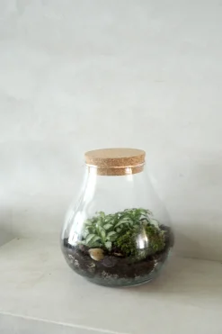 PLANT Terrarie no. 01 Clearance