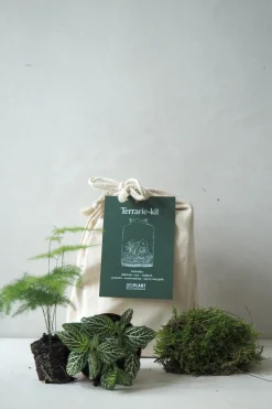 PLANT Terrariekit u. glas Hot