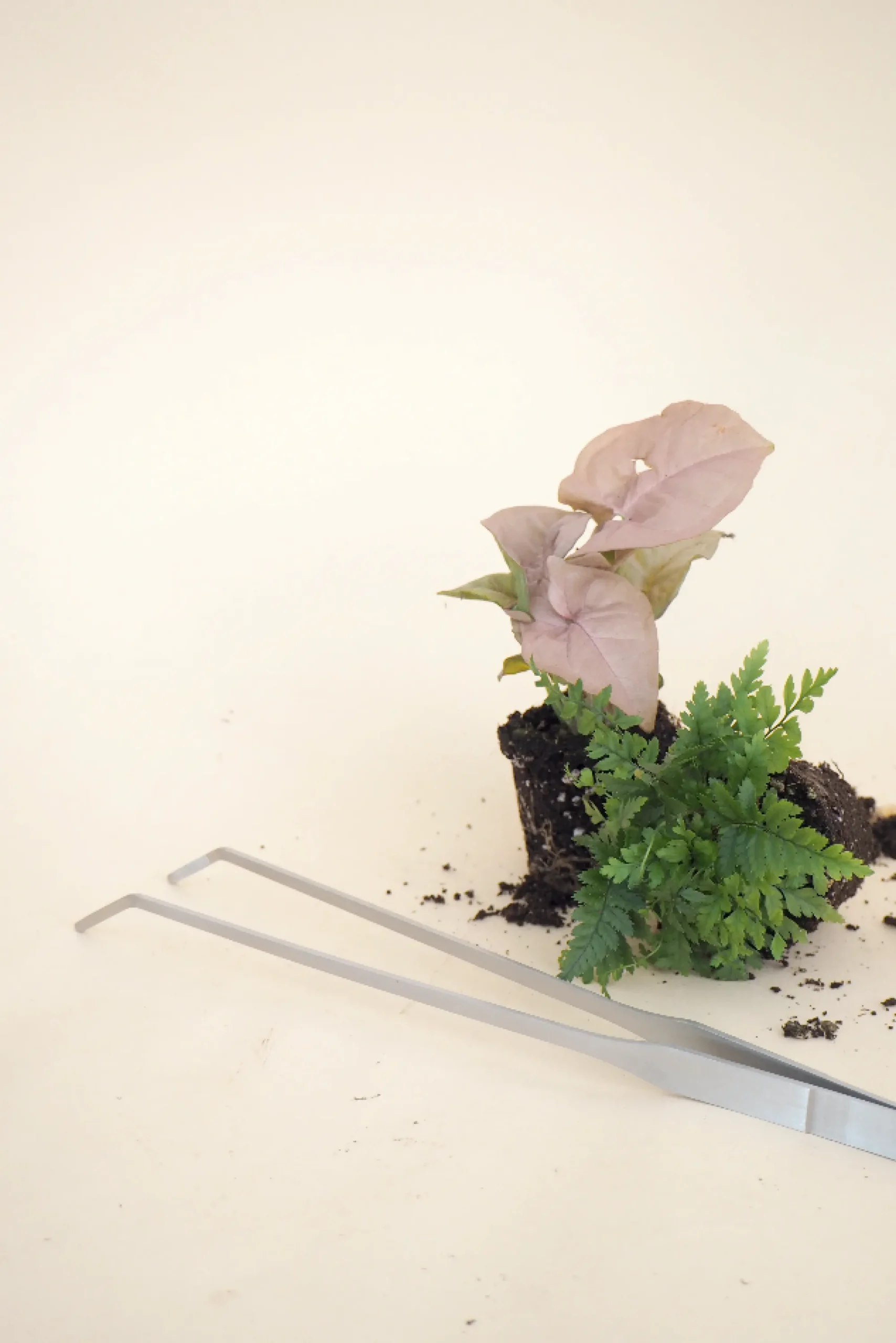 PLANT Terrariepincet Online