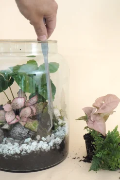 PLANT Terrariepincet Online